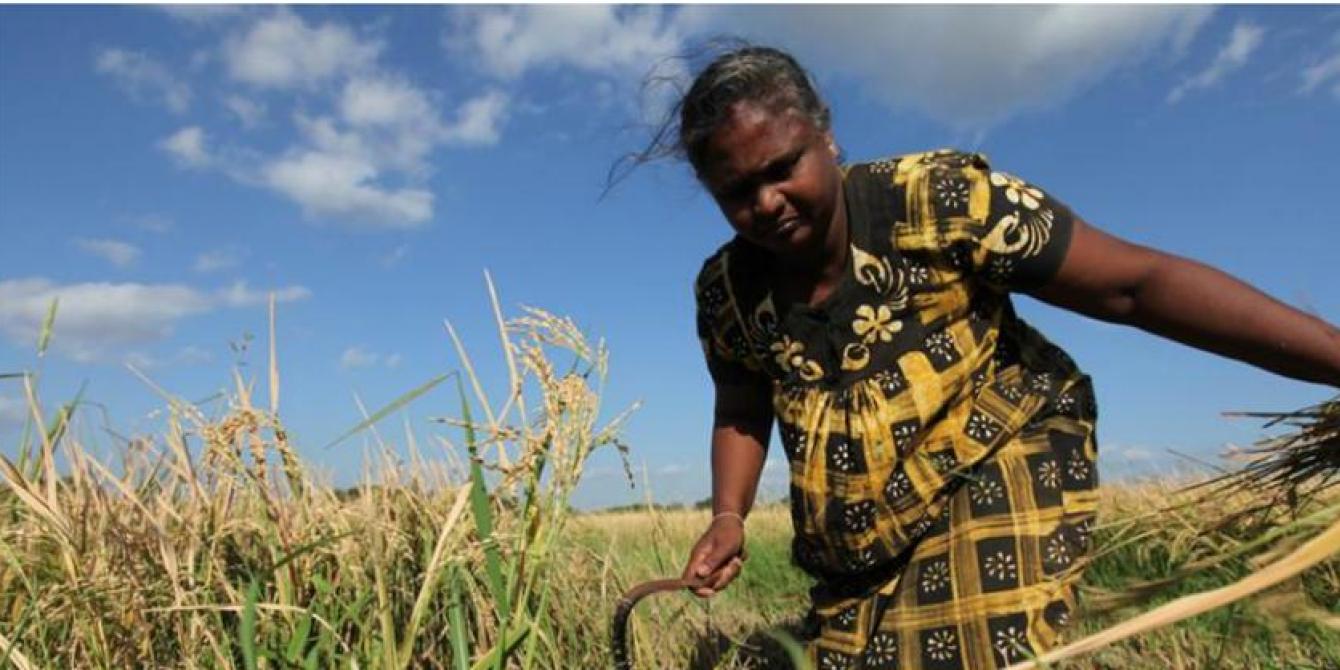 Rasmalar and her family are part of a rice growing co-operative in Sri Lanka (2011). Photo: Abir Abdullah/Oxfam Rasmalar and her family are part of a rice growing co-operative in Sri Lanka (2011). Photo: Abir Abdullah/Oxfam
